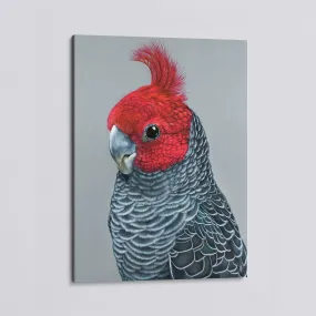 Frankie the Gang Gang Cockatoo canvas print