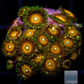 Zoanthus sp. Premium Yellow Zoanthid- WYSIWYG Frag Zoa/Paly