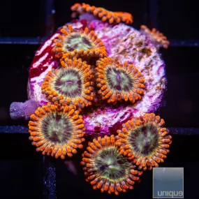 Zoanthus sp. Premium Zoanthid- WYSIWYG Frag Zoa/Paly